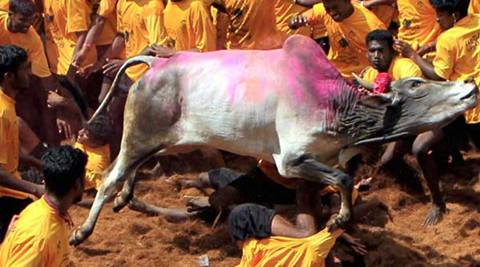 jallikattu protest. protest over jallikattu, jallikattu kills two people, jallikattu kill two in tamilnadu, jallikattu protest kills two