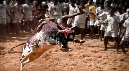 Organisers defy Jallikattu ban, event organised in many Tamil Nadu villages Organisers defy Jallikattu ban, event organised in many Tamil Nadu villages
