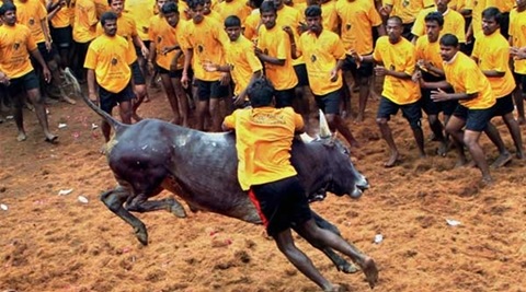 In a major blow to Tamil Nadu, the Supreme Court on Thursday turned down a plea seeking its intervention to pass judgment on Jallikattu before Saturday. (PTI)