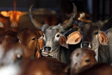 Beef Ban, climate change, US researchers, cow slaughter, Environment issues, American universities, Global climate change
