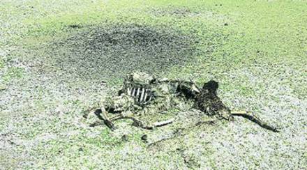 Bolivia, which has been dealing with its worst drought ever, is seeking India’s expertise in areas such as developing dams, rain water harvesting and waste water management.