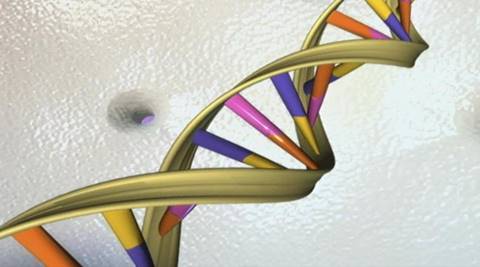 Researchers have now shown that the single-celled organism can hold on to the synthetic base pair as it divides. (Reuters)