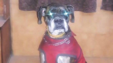 White House, President, Barack Obama, dog, Dr Ronny Jackson, New York Daily News, physician, Michelle