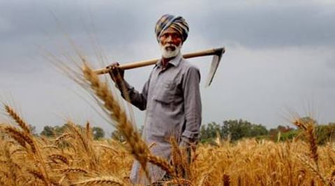 The annual trade volume of all mandis across the country is estimated at Rs 6 lakh crore. (Source: IE) The annual trade volume of all mandis across the country is estimated at Rs 6 lakh crore. (Source: IE)
