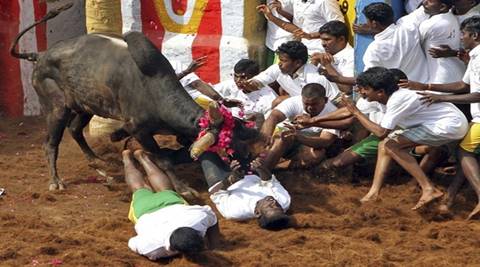 jallikattu ban, jallikattu 10 developments, jallikattu protets, jallikattu actrs support, kamal haasan jallikattu, jallikattu bull, PETA jallikattuu, supreme court ban