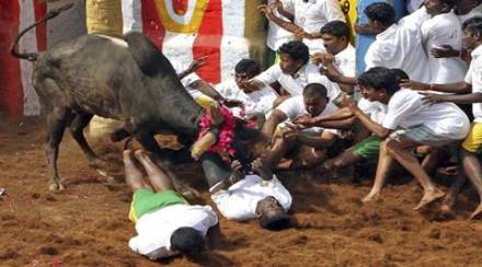 jallikattu ban, jallikattu 10 developments, jallikattu protets, jallikattu actrs support, kamal haasan jallikattu, jallikattu bull, PETA jallikattuu, supreme court ban