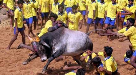 jallikattu timeline, jallikatu timeline, what happened in jallikattu, how jallikattu was made so big, how jalliakattu row emerged, jallikattu row, all abouut jallikattu, jallikattu row everything about it, everything about jallikattu