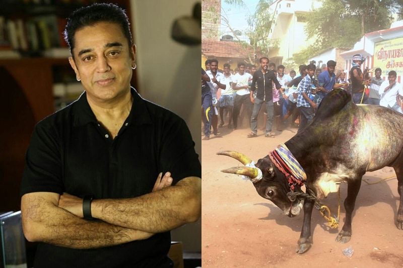 jallikattu ban, kollywood jallikattu, suriya, dhanush, kamal haasan, nayanthara, vishal, rajinikanth, simbu, jallikattu