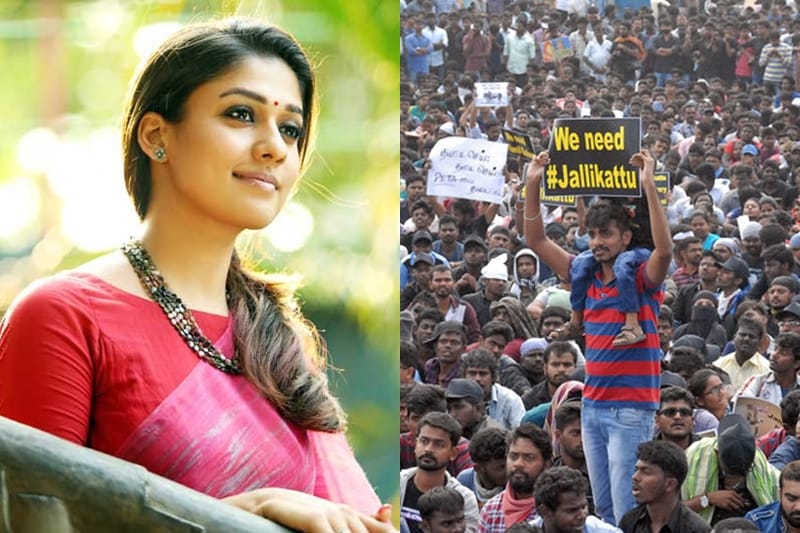 jallikattu ban, kollywood jallikattu, suriya, dhanush, kamal haasan, nayanthara, vishal, rajinikanth, simbu, jallikattu
