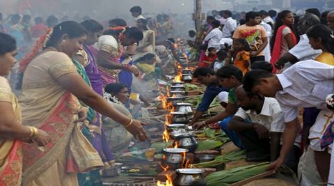 Pongal is observed when crops like sugarcane, rice and turmeric are harvested.(PTI) Pongal is observed when crops like sugarcane, rice and turmeric are harvested.(PTI)