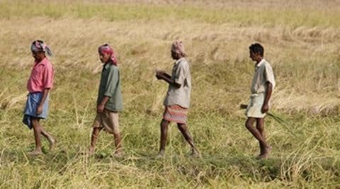 “We are confident of achieving a record foodgrains production which would boost agricultural growth after two back to back drought years,” Shobhana K Pattanayak, secretary, department of agriculture and cooperation told FE. (Reuters)