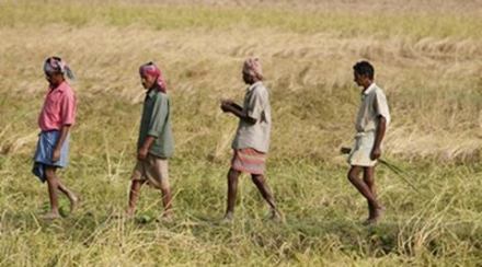“We are confident of achieving a record foodgrains production which would boost agricultural growth after two back to back drought years,” Shobhana K Pattanayak, secretary, department of agriculture and cooperation told FE. (Reuters)