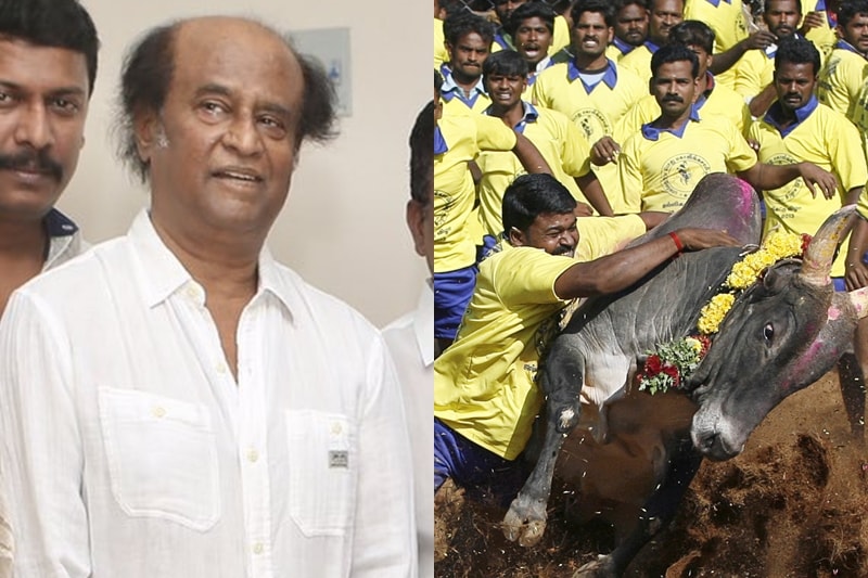 jallikattu ban, kollywood jallikattu, suriya, dhanush, kamal haasan, nayanthara, vishal, rajinikanth, simbu, jallikattu