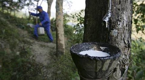 Recently Rubber Board had released fresh data for the financial year 2016-17 that showed NR imports declining by 7% as production moved up by 22% during the year. (PTI)