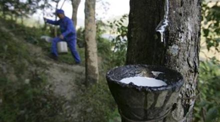 Recently Rubber Board had released fresh data for the financial year 2016-17 that showed NR imports declining by 7% as production moved up by 22% during the year. (PTI)
