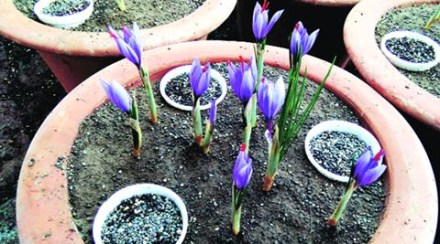 The saffron from the CSIR-NCL greenhouse is being compared with the Kashmir saffron. The saffron from the CSIR-NCL greenhouse is being compared with the Kashmir saffron.