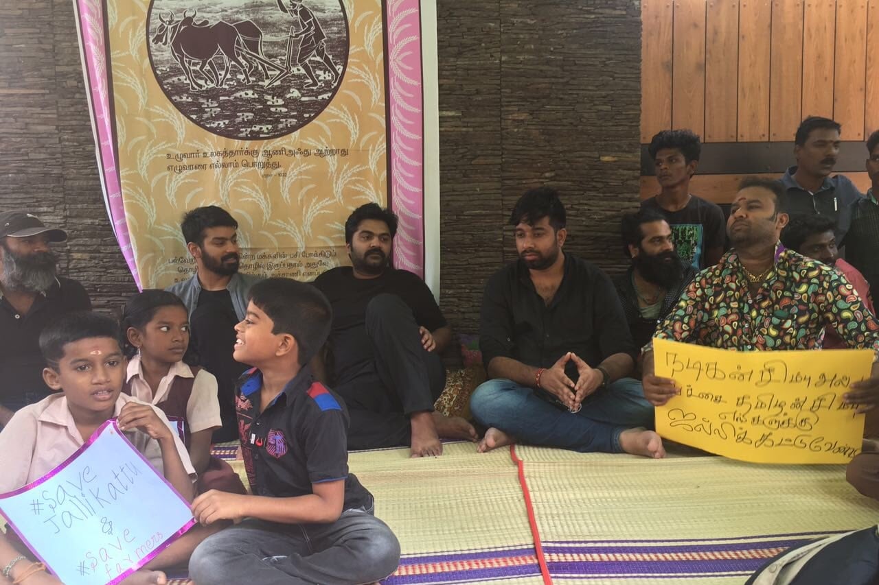 jallikattu ban, kollywood jallikattu, suriya, dhanush, kamal haasan, nayanthara, vishal, rajinikanth, simbu, jallikattu