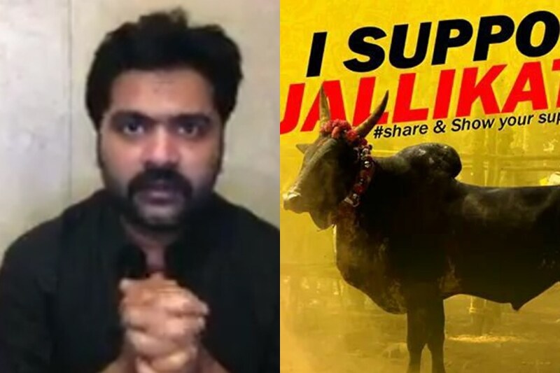 jallikattu ban, kollywood jallikattu, suriya, dhanush, kamal haasan, nayanthara, vishal, rajinikanth, simbu, jallikattu