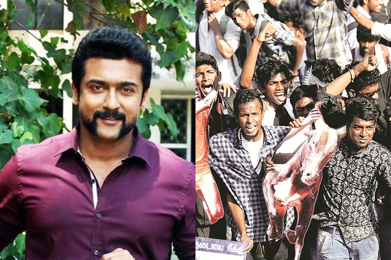 jallikattu ban, kollywood jallikattu, suriya, dhanush, kamal haasan, nayanthara, vishal, rajinikanth, simbu, jallikattu