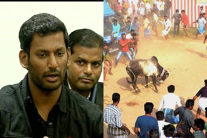 jallikattu ban, kollywood jallikattu, suriya, dhanush, kamal haasan, nayanthara, vishal, rajinikanth, simbu, jallikattu