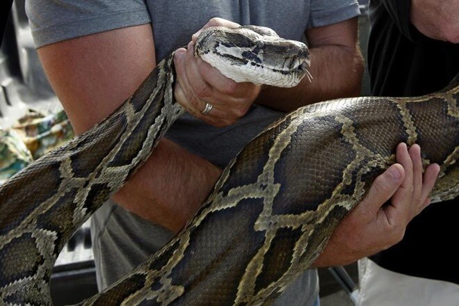 A two-member rescue team swiftly captured the reptile to release it back in its natural habitat. (Reuters)