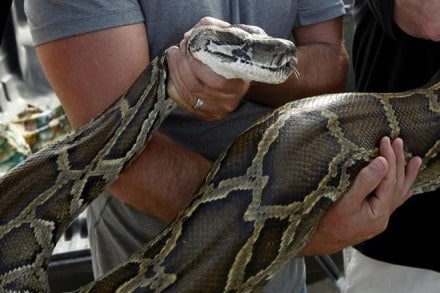 A two-member rescue team swiftly captured the reptile to release it back in its natural habitat. (Reuters)
