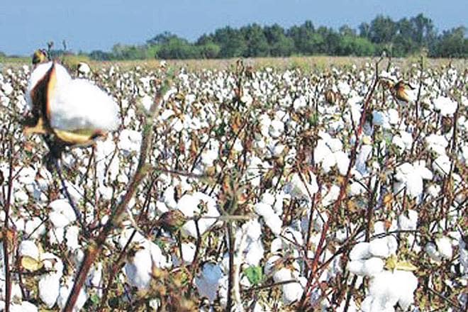 As cotton prices soar, Maharashtra farmers have a reason to thank Pakistan, Bangladesh