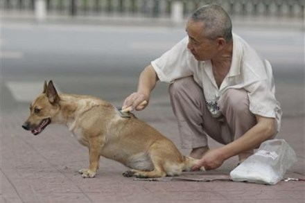 Over 240 dogs have been culled in China's southwestern Sichuan province after a woman died from a canine bite. (Reuters) Over 240 dogs have been culled in China's southwestern Sichuan province after a woman died from a canine bite. (Reuters)