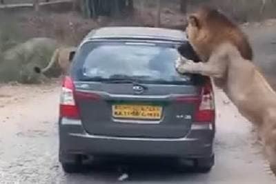 Lion attacking an SUV in Bannerghatta Biological Park of Karnataka. (YouTube) Lion attacking an SUV in Bannerghatta Biological Park of Karnataka. (YouTube)