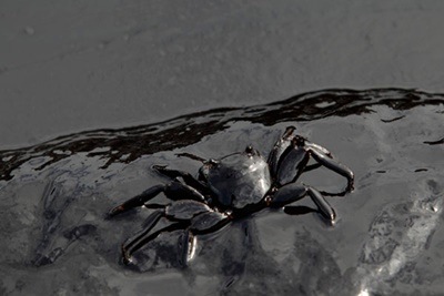 oil spill chennai, chennai oil spill, chennai poil spill pictures, chennai oil spill fdamage, chennai ship collision, chennai fish dead, c oil spill chennai, chennai oil spill, chennai poil spill pictures, chennai oil spill fdamage, chennai ship collision, chennai fish dead, c