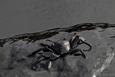 oil spill chennai, chennai oil spill, chennai poil spill pictures, chennai oil spill fdamage, chennai ship collision, chennai fish dead, c oil spill chennai, chennai oil spill, chennai poil spill pictures, chennai oil spill fdamage, chennai ship collision, chennai fish dead, c