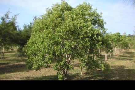 The trees are maturing just as prices soar amid a production shortfall from the biggest producer India and rising demand from China. (Sandalwoodspecialists) The trees are maturing just as prices soar amid a production shortfall from the biggest producer India and rising demand from China. (Sandalwoodspecialists)