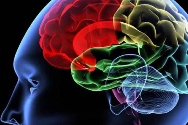 They hope the approach could one day be used to bypass damaged areas of the brain and relay signals in people with traumatic brain injury, stroke or epilepsy. (Reuters)