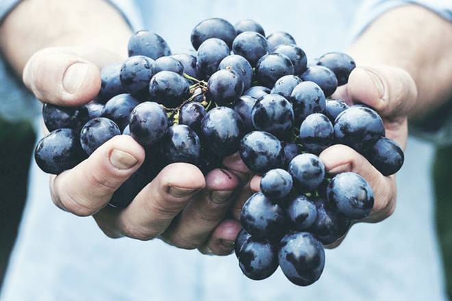 According to top officials of the All India Grape Exporters Association, Chile has not had a consi- derable presence in the European market for the past four-five years. According to top officials of the All India Grape Exporters Association, Chile has not had a consi- derable presence in the European market for the past four-five years.