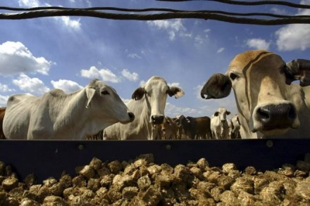 The BJP government in Uttar Pradesh is planning to implement an "improvised version" of 'Gujarat model' for dairy development in the state. (Reuters) The BJP government in Uttar Pradesh is planning to implement an "improvised version" of 'Gujarat model' for dairy development in the state. (Reuters)
