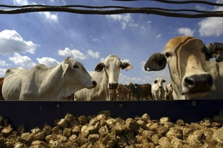 The BJP government in Uttar Pradesh is planning to implement an "improvised version" of 'Gujarat model' for dairy development in the state. (Reuters)
