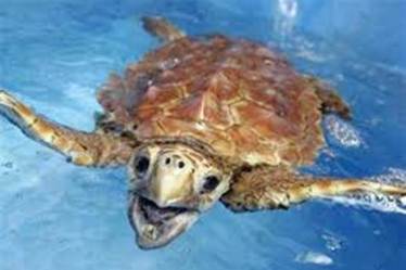 Researchers are developing 'brain-computer interfaces' (BCIs) following recent advances in electronics and computing.(Reuters)