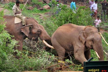 Last month, an elephant broke away the railway level crossing at Chapramari Wildlife Sanctuary area in Jalpaiguri dist. in the Doars of West Bengal. (IE) 
