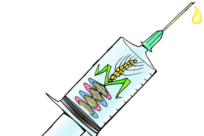 GE crops also do not touch consumers directly. The most popular—maize, soybean and cotton—go into animal feed or industrial use.