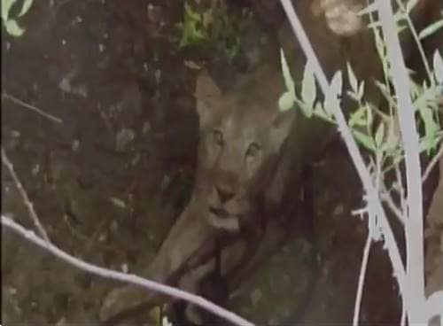 lion, amreli, gujarat, sasan gir, gir lion, lion lion, amreli, gujarat, sasan gir, gir lion, lion