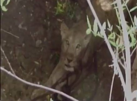 lion, amreli, gujarat, sasan gir, gir lion, lion lion, amreli, gujarat, sasan gir, gir lion, lion