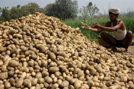 Punjab farmers are resorting to distressed sale due to excess production of potatoes this year. Farmers are selling the vegetable at as low as Rs 2-3/kg.
(Reuters) Punjab farmers are resorting to distressed sale due to excess production of potatoes this year. Farmers are selling the vegetable at as low as Rs 2-3/kg.
(Reuters)