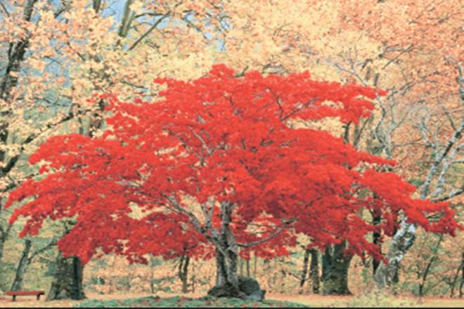 Book review: How I Became A Tree by Sumana Roy