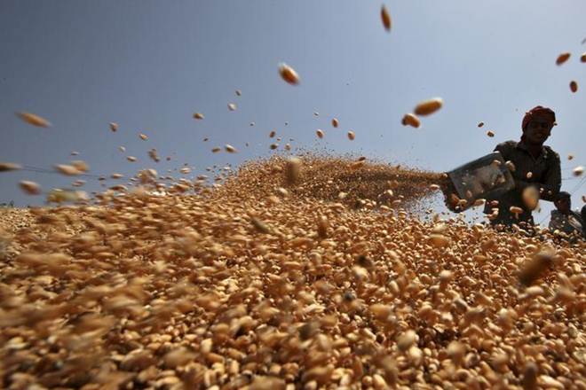 So far agencies such as Pungrain, Punjab Civil Supplies Corporations and others have purchased around one lakh tonne of wheat so far against the current year’s target of 11.5 MT. (Reuters) So far agencies such as Pungrain, Punjab Civil Supplies Corporations and others have purchased around one lakh tonne of wheat so far against the current year’s target of 11.5 MT. (Reuters)