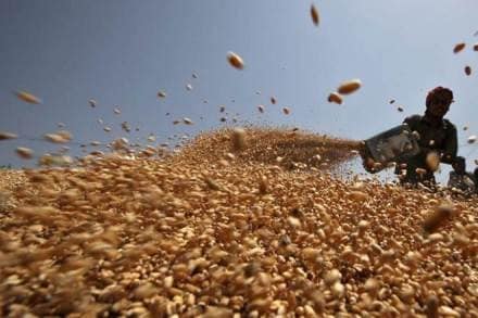 So far agencies such as Pungrain, Punjab Civil Supplies Corporations and others have purchased around one lakh tonne of wheat so far against the current year’s target of 11.5 MT. (Reuters)