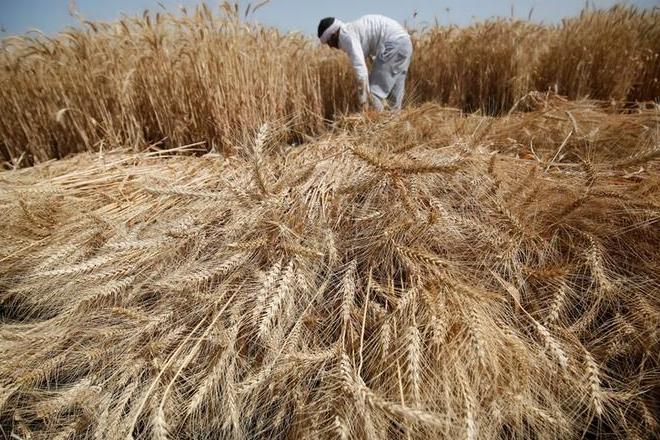 UP, which requires around 6 million tonne of wheat annually for supply to beneficiaries under NFSA, has been purchasing less than one million tonne of grain from the farmers annually in the last few years. (Reuters)