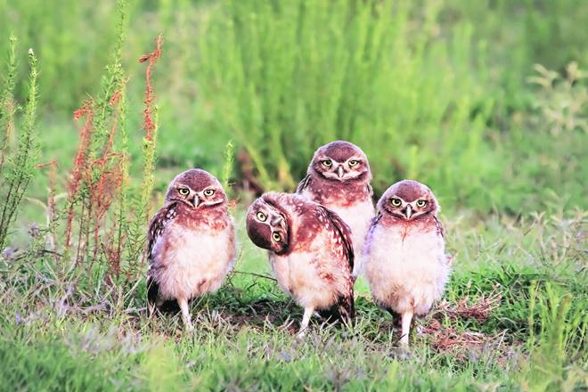 While there is still a long way to go when it comes to wildlife conservation in India, there are some individuals who are doing their bit to create more awareness.