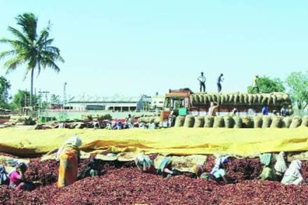 Chilli, Chilli farmers, Chilli farmers in Telangana, Chilli farmers in Andhra Pradesh, Telangana’s irrigation, TPCC, retail market price