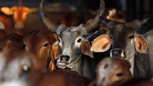 heat-resistant cows, scienctists developing, DNA segments,  hot living conditions, cows adapting hot climate,  breed of genetically-modified 'cows