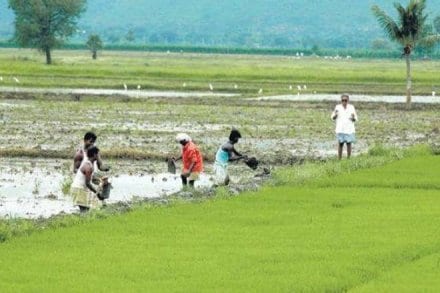 India risks straining public finances and undermining already ailing state banks, economists said, after a $5.6 billion loan write-off for farmers in Uttar Pradesh and moves to do something similar in at least four other states. (PTI)